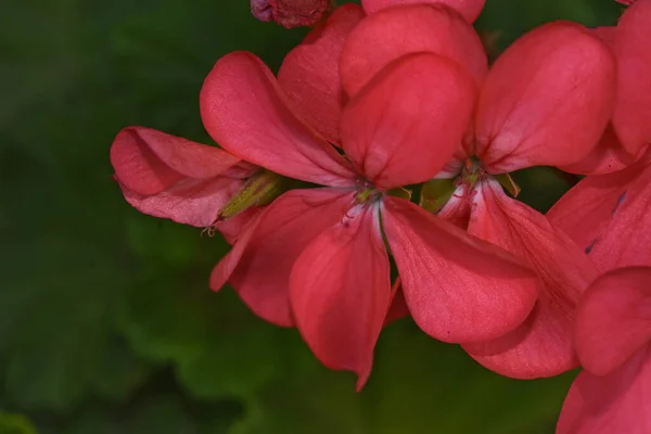 Flores Bonitas Jardim — Fotografia de Stock