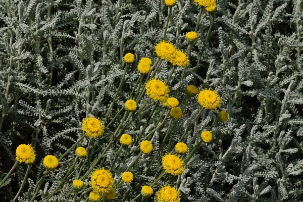 Schöne Blumen Wachsen Garten Sonnigen Sommertag — Stockfoto