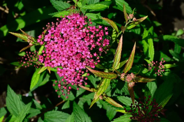 Hermosas Flores Sobre Fondo Oscuro Concepto Verano Vista Cercana — Foto de Stock