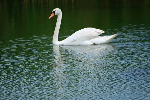 Schöner Weißer Schwan Schwimmt Sommertagen Auf Der Wasseroberfläche Des Sees — Stockfoto