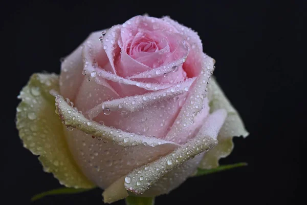 Koyu Arkaplanda Güzel Bir Gül Çiçeği Yaz Konsepti Yakın Görüş — Stok fotoğraf