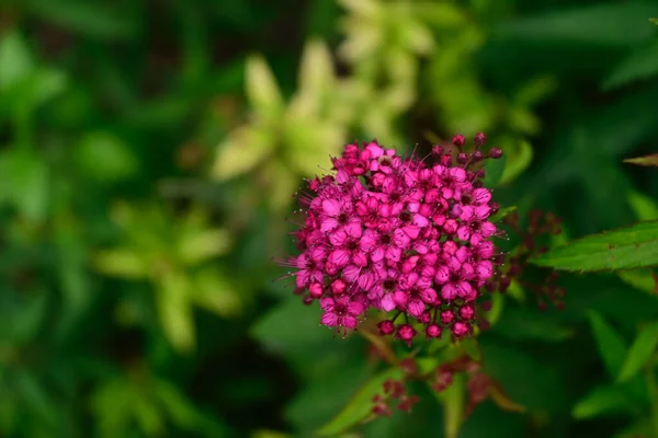 Beautiful Flowers Growing Outdoor Summer Concept Close View — Stock Photo, Image