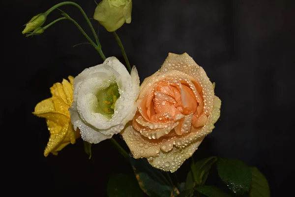 Hermosas Flores Sobre Fondo Oscuro Concepto Verano Vista Cercana —  Fotos de Stock