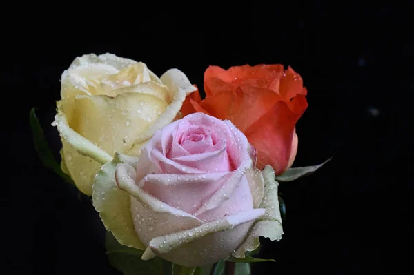 Schöne Rosen Auf Dunklem Hintergrund Sommerkonzept Nahsicht — Stockfoto