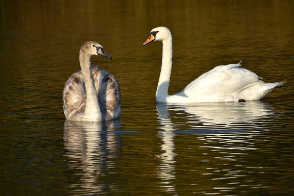 Schöne Weiße Schwäne Die Sommertagen Auf Der Wasseroberfläche Des Sees — Stockfoto