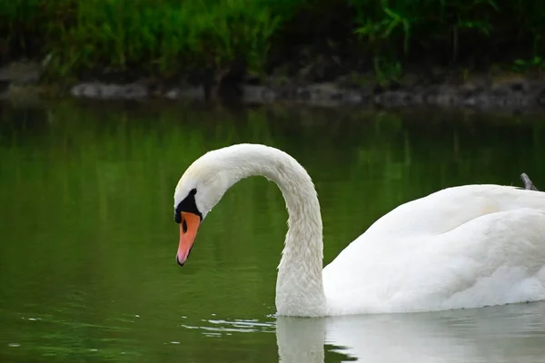 Hermoso Cisne Blanco Nadando Superficie Del Agua Del Lago Día —  Fotos de Stock