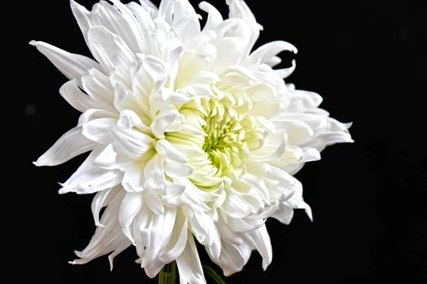 Nahaufnahme Von Schönen Rosa Chrysanthemen — Stockfoto