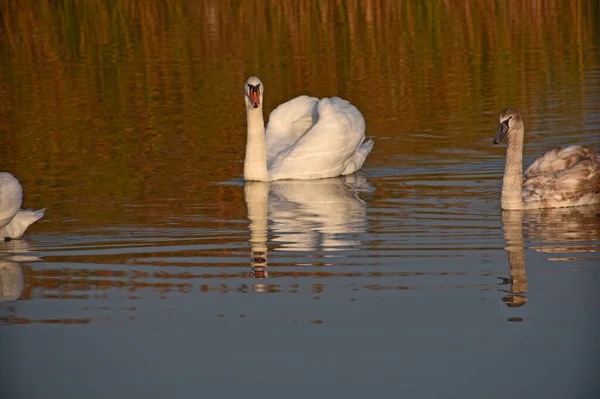 Schöne Weiße Schwäne Die Sommertagen Auf Der Wasseroberfläche Des Sees — Stockfoto