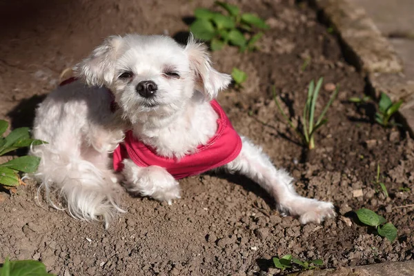 夏の日にアウトドアを楽しむかわいい犬 — ストック写真