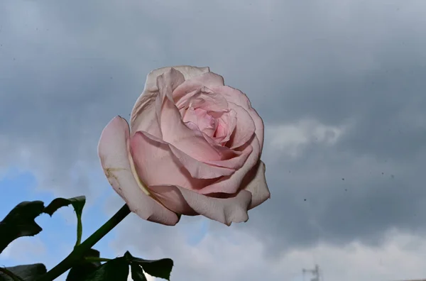 Fragiele Roos Bloesem Blauwe Lucht Achtergrond — Stockfoto