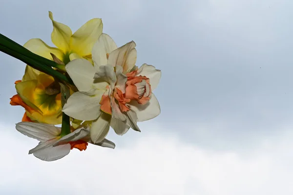 Schöner Blumenstrauß Auf Blauem Himmel Hintergrund — Stockfoto