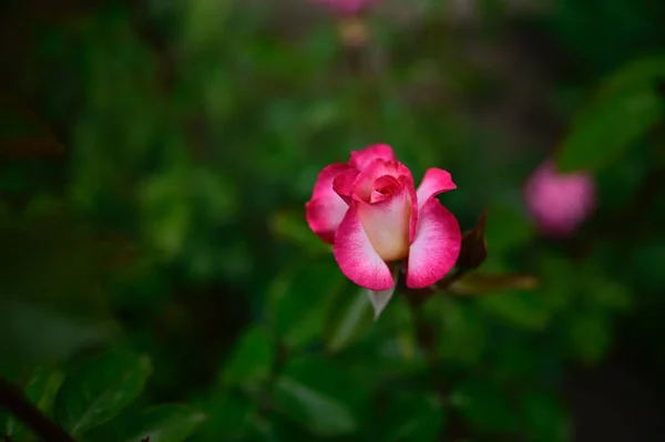 花园里美丽的花 — 图库照片