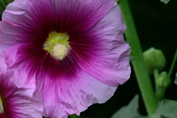 Hermosas Flores Que Crecen Jardín Verano Día Soleado —  Fotos de Stock