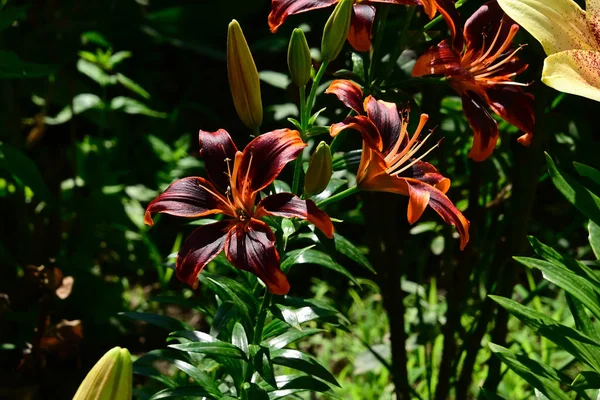 Hermosos Lirios Creciendo Jardín Verano Día Soleado — Foto de Stock