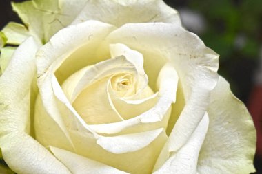 İnanılmaz çiçeklerin açtığı yere yakın.