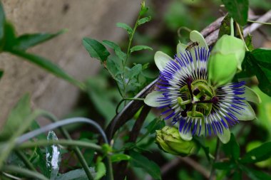 Açık havada yetişen güzel çiçekler, yaz konsepti, yakın manzara.  