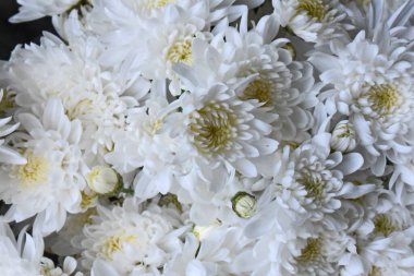 Karanlık arka planda güzel kasımpatılar, yaz konsepti, yakın görüş  