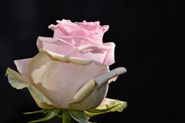 Koyu arkaplanda güzel bir gül çiçeği, yaz konsepti, yakın görüş  