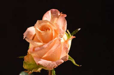 Koyu arkaplanda güzel bir gül, yaz konsepti, yakın görüş  