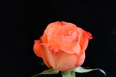 Koyu arkaplanda güzel bir gül çiçeği, yaz konsepti, yakın görüş  