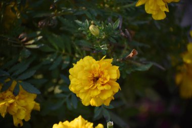 Güneşli yaz gününde bahçede yetişen güzel çiçekler. 