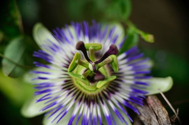 Açık havada yetişen güzel çiçekler, yaz konsepti, yakın manzara.  