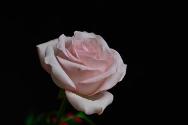 İnanılmaz çiçeklerin açtığı yere yakın.