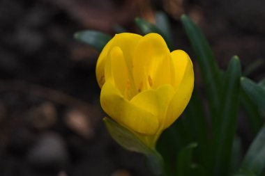Güneşli yaz gününde bahçede yetişen güzel sarı çiçek. 