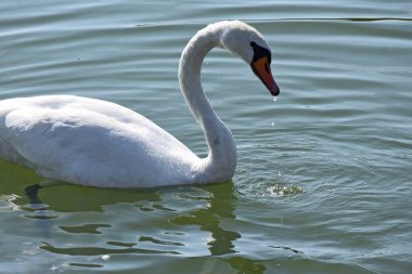 Güzel beyaz kuğu yaz günü göl yüzeyinde yüzüyor. 