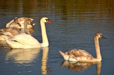 Güzel beyaz kuğular yaz günü göl yüzeyinde yüzerler. 