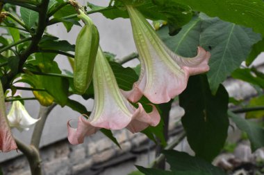 İnanılmaz çiçeklerin açtığı yere yakın.