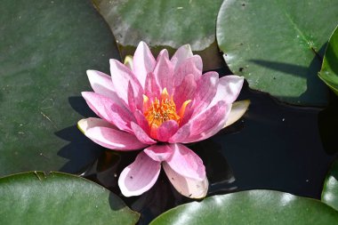 Güzel çiçek açan nilüfer çiçekleri yaz günü gölette büyür. 