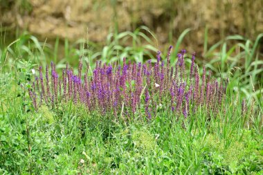 Güneşli yaz gününde bahçede yetişen güzel çiçekler. 