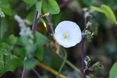 Güneşli yaz gününde bahçede yetişen güzel çiçekler. 