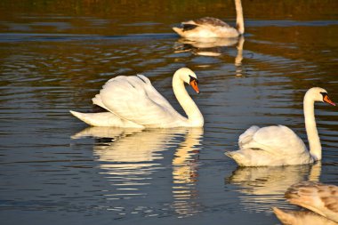 Güzel beyaz kuğular yaz günü göl yüzeyinde yüzerler. 