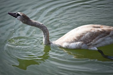 Güzel beyaz kuğu yaz günü göl yüzeyinde yüzüyor. 