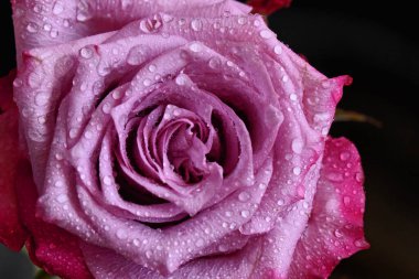 Koyu arkaplanda güzel bir gül çiçeği, yaz konsepti, yakın görüş  