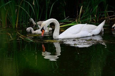 Yavruları olan güzel beyaz kuğu yaz günü göl yüzeyinde yüzüyor. 