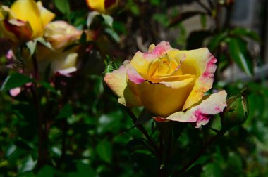 Bahçedeki güzel çiçekler