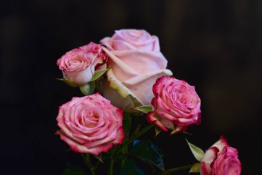 Koyu arkaplanda güzel çiçekler, yaz konsepti, yakın manzara  