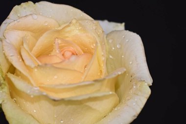 Koyu arkaplanda güzel bir gül çiçeği, yaz konsepti, yakın görüş  