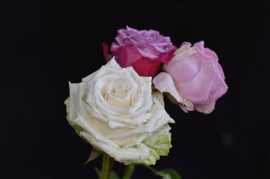 Koyu arkaplanda güzel çiçekler, yaz konsepti, yakın manzara  