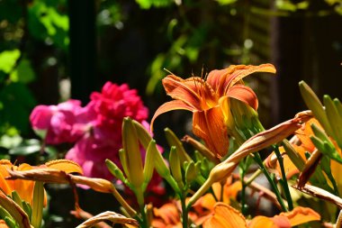 Güneşli yaz gününde bahçede yetişen güzel zambak çiçekleri. 