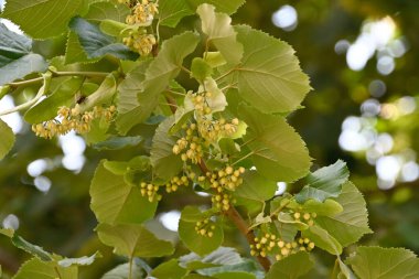 Bahçedeki yeşil bitki yapraklarını kapatın.