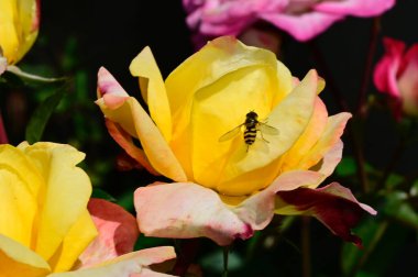 Koyu arkaplanda güzel güller, yaz konsepti, yakın manzara  