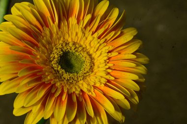 güzel gerbera bulanık arka plan, yaz konsepti, yakın görüş   