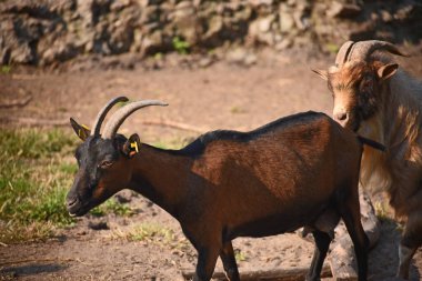 Keçiler doğada yaşar, yakın plan.