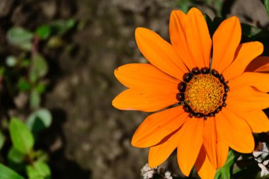 Güneşli yaz gününde bahçede yetişen güzel çiçekler. 