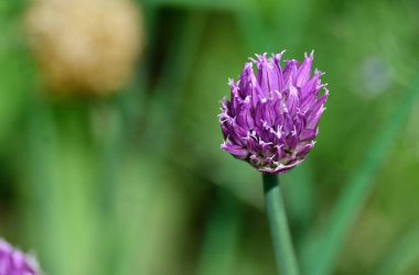 Güneşli yaz gününde bahçede yetişen güzel çiçekler. 