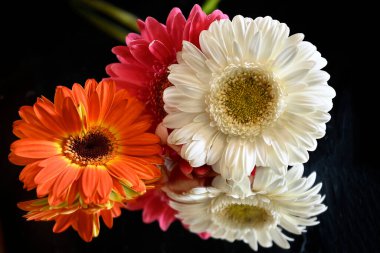 Koyu arkaplanda güzel Gerbera çiçekleri, yaz konsepti, yakın görüş  